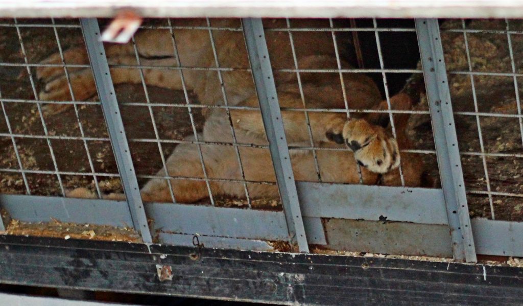 Lions confined in small cages before a circus show. VIER PFOTEN members protested against shows with wild animals near an itinerant circus in Bucharest, 18.04.2013. © George Nedelcu/VIER PFOTEN